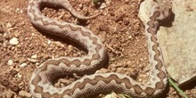 Víbora hocicuda (Vipera latasti)