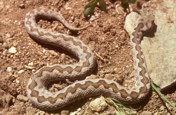 Víbora hocicuda (Vipera latasti)