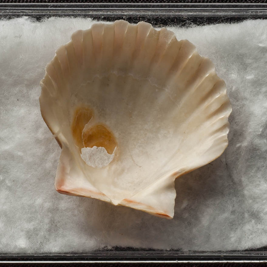 IES_ISABELLACATOLICA_BIOLOGIA_491