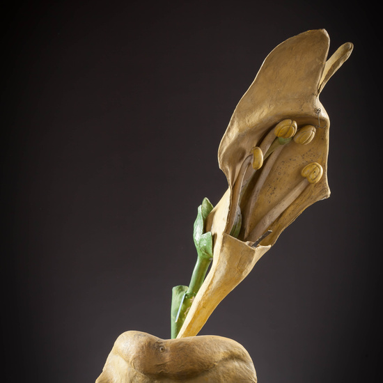 IES_CARDENALCISNEROS_BOTANICA_III_MODELOS_045