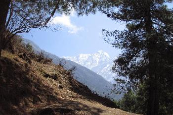Pinos con montañas nevadas en segundo plano