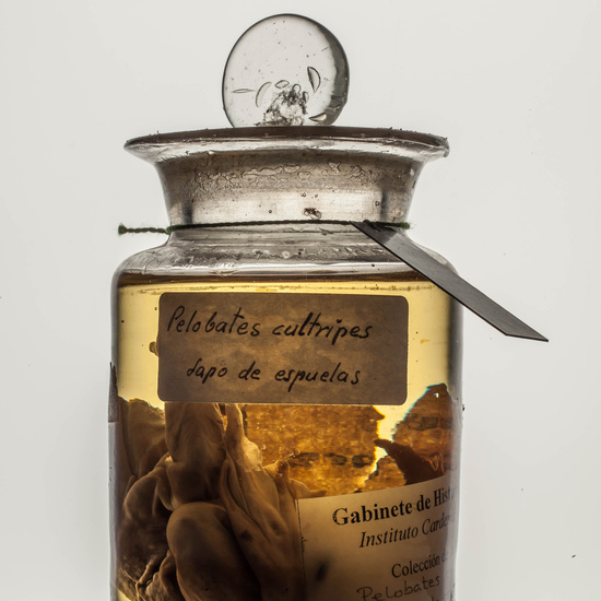 IES_CARDENALCISNEROS_CIENCIASNATURALES_215