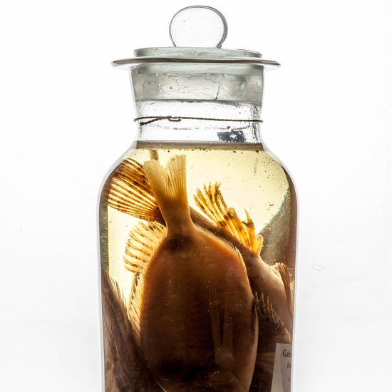 IES_CARDENALCISNEROS_CIENCIASNATURALES_398