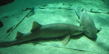 Tiburón nodriza (Ginglymostoma cirratum)
