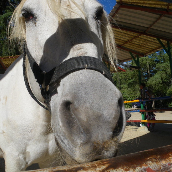 SALIDA A GRANJA ESCUELA EL PALOMAR (Chapinería ) 29