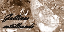 Gallinas cotilleando