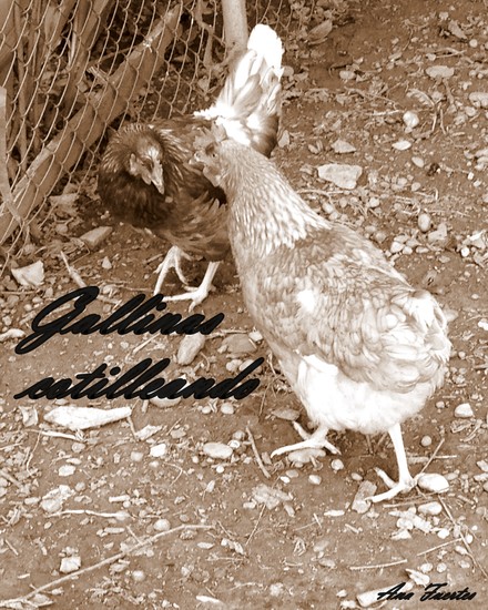 Gallinas cotilleando