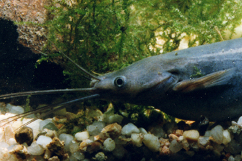 Pez gato (Heteronoptus fossilis)