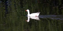 Pato en el Río Cigüela, Ciudad Real, Castilla-La Mancha
