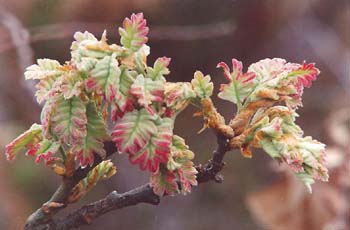 Rebollo / melojo - Hoja (Quercus pyrenaica)