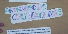 Crustaceans (Invertebrates project 1ºDE 16/17)