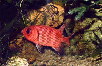 Pez soldado (Holocentrus sp.)