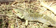 Lagarto ocelado (Lacerta lepida)