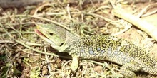 Lagarto ocelado (Lacerta lepida)