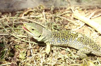 Lagarto ocelado (Lacerta lepida)