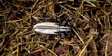 Longicornio zapador (Dorcadion uhagoni)