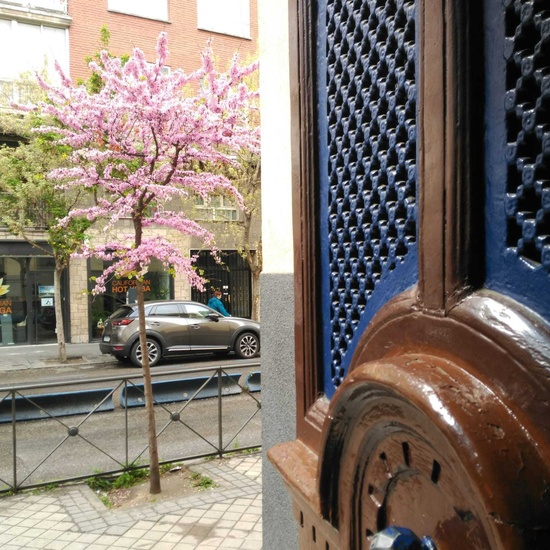 ¡Nuestro cole! CEIP Fernando El Católico Madrid 17