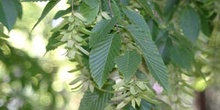 Carpe - Fruto (Carpinus betulus)