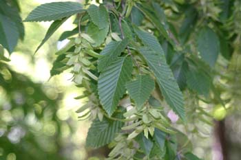 Carpe - Fruto (Carpinus betulus)