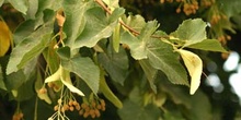 Tilo de hoja pequeña - Hoja (Tilia cordata)