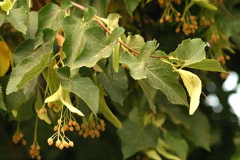 Tilo de hoja pequeña - Hoja (Tilia cordata)