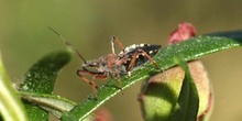 Chinche asesina (Rhinocoris iracundus)