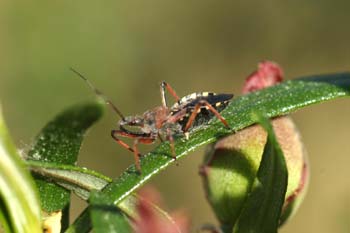 Chinche asesina (Rhinocoris iracundus)