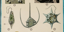 IES_LOPEDEVEGA_CIENCIASNATURALES_034