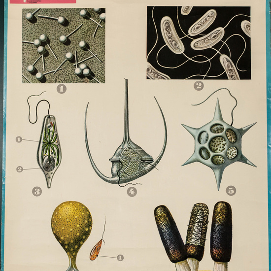 IES_LOPEDEVEGA_CIENCIASNATURALES_034