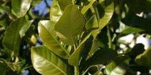 Limonero - Hoja (Citrus limon)