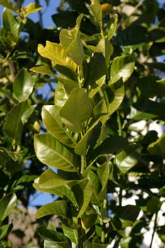 Limonero - Hoja (Citrus limon)
