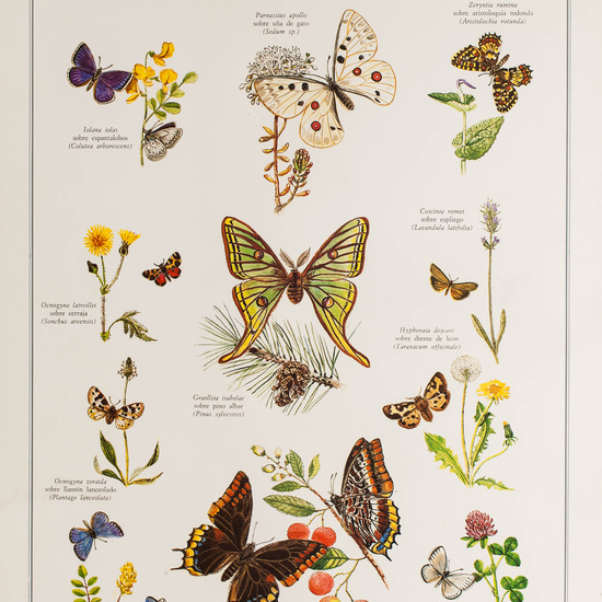 IES_CARDENALCISNEROS_BOTÁNICA_II_LÁMINAS_111