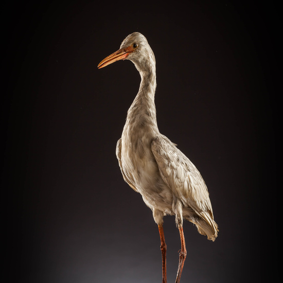 IES_SANISIDRO_MUSEO_Aves_112