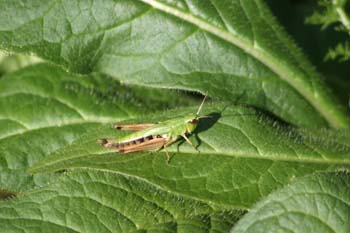 Saltamontes (Euthystira sp)