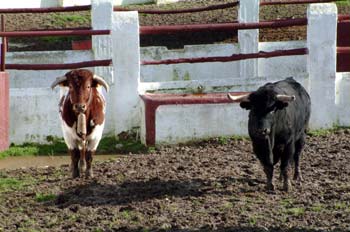 Ganado taurino en la Venta de El Batán, Madrid