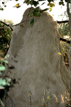 Termitero, Botswana
