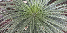 Hechtia texensis