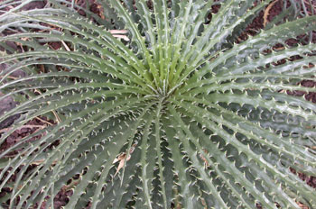 Hechtia texensis