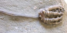 Lirio de mar (Crinoideo)  Carbonífero
