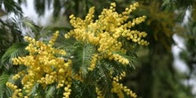 Mimosa - Flores (Acacia dealbata)
