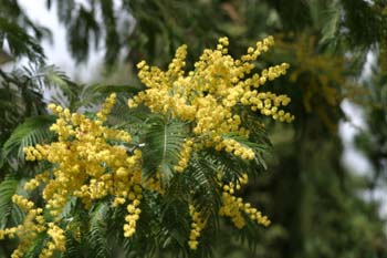 Mimosa - Flores (Acacia dealbata)