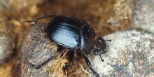 Escarabajo pelotero grande (Scarabeus sacer)