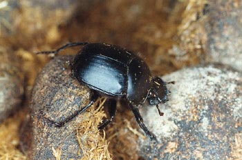 Escarabajo pelotero grande (Scarabeus sacer)