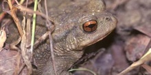 Sapo común (Bufo bufo)