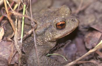 Sapo común (Bufo bufo)