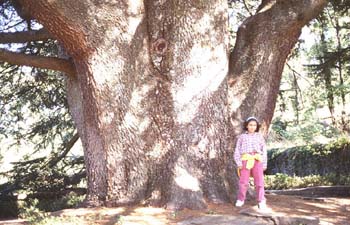 Cedro del Atlas - Tronco (Cedrus atlantica)