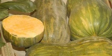 Calabaza