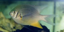 Damisela (Stegastes sp.)