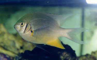 Damisela (Stegastes sp.)