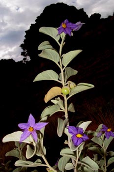 Flor silvestre en el desierto, Australia central